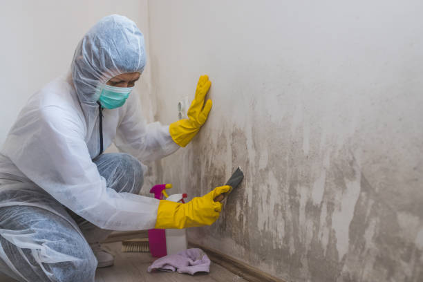 Professional Mold Removal in Rayville, LA