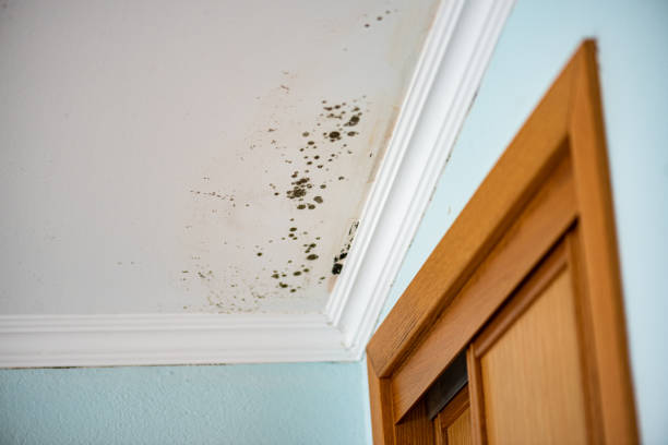 Best Crawl Space Mold Removal  in Rayville, LA