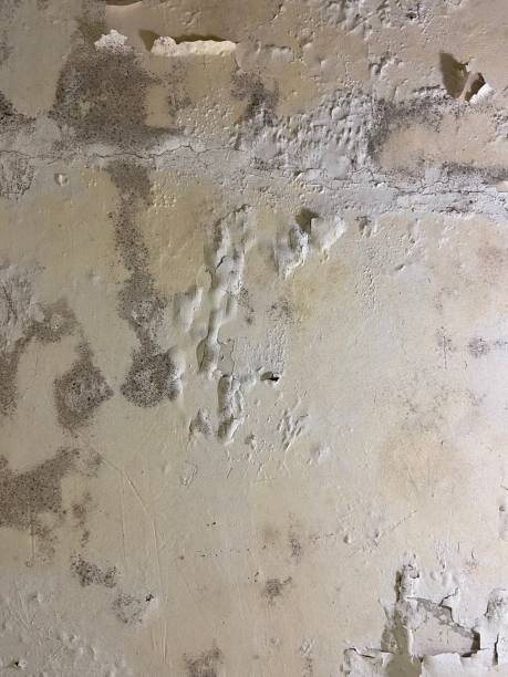 Best Mold Damage Repair  in Rayville, LA