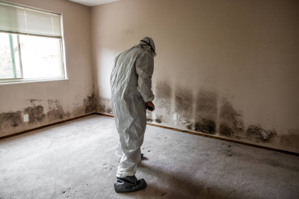 Office Mold Removal Services in Rayville, LA